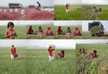 মাঠে মাঠে ‘লাল সোনা’: সুজানগরে পেঁয়াজ উত্তোলনের মহোৎসব