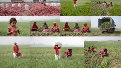 মাঠে মাঠে ‘লাল সোনা’: সুজানগরে পেঁয়াজ উত্তোলনের মহোৎসব