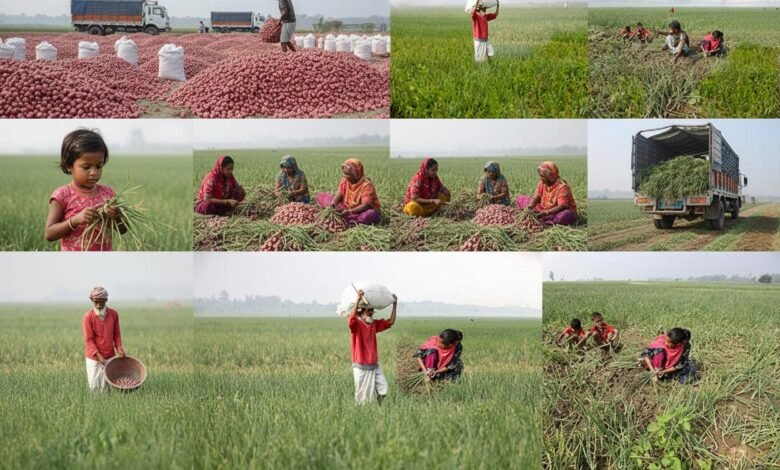 মাঠে মাঠে ‘লাল সোনা’: সুজানগরে পেঁয়াজ উত্তোলনের মহোৎসব